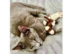 Adopt Sammy a Russian Blue, Domestic Short Hair