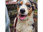 Australian Shepherd Puppy for sale in Boring, OR, USA