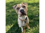 Adopt PLUTO a American Staffordshire Terrier