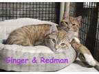 Adopt Ginger and Redman a Tabby