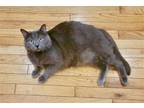 Adopt Axel: Barn Cat (FCID# 02/16/2023 - 92) a Domestic Short Hair