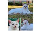 Adopt Alexander a Domestic Short Hair