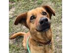 Adopt Toby a Labrador Retriever, Hound