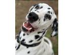 Adopt Kiko a Dalmatian