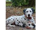 Adopt Ace a Dalmatian