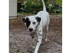 Adopt Deuce a Dalmatian