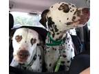 Adopt Mack and Kelli a Dalmatian