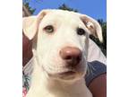 Adopt Dom Perignon a Siberian Husky, Pit Bull Terrier