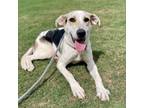 Adopt Ruger a Labrador Retriever, Beagle