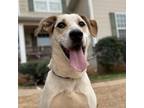 Adopt Ruger a Labrador Retriever, Beagle