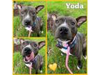 Adopt Yoda a Staffordshire Bull Terrier