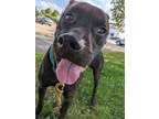 Adopt Ghost a Patterdale Terrier / Fell Terrier, Boxer