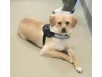 Adopt Coby- In a foster home a Pomeranian, Mixed Breed
