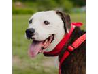 Adopt Stanley a Pit Bull Terrier