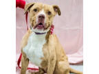 Adopt Mooch a American Staffordshire Terrier