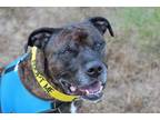 Adopt Turtle a American Bully, Pit Bull Terrier