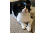 Adopt Toulouse a Domestic Short Hair