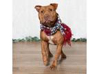 Adopt Chips a Pit Bull Terrier