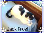 Adopt Jack Frost-ADOPT FEE PAID a Domestic Short Hair