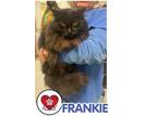 Adopt Frankie a Domestic Long Hair