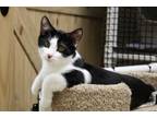 Adopt Oscar a Domestic Short Hair