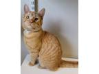 Adopt Cheese a Domestic Short Hair