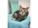 Adopt Robbie a Domestic Short Hair