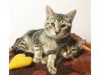 Adopt Stevie & Robbie (brothers/bonded pair) a Domestic Short Hair