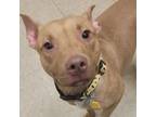 Adopt Joey A0054965080 a Mixed Breed, Pit Bull Terrier