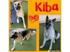 Adopt Kiba a German Shepherd Dog