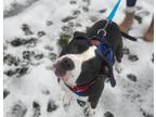 Adopt Cubby a Pit Bull Terrier