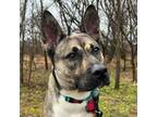 Adopt Royce a German Shepherd Dog