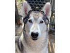 Adopt Rebel a Siberian Husky