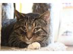 Adopt Watts a Domestic Short Hair