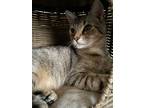 Adopt Alonzo a Domestic Short Hair, Tabby