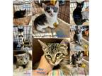 Adopt The Little Rascals Kittens a Domestic Short Hair