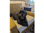 Adopt Ben a Miniature Poodle, Shih poo