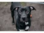 Adopt Rudy a American Staffordshire Terrier, Black Labrador Retriever