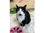 Adopt Hayden Dean a Domestic Short Hair