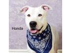 Adopt Honda a Pit Bull Terrier