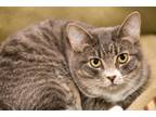 Adopt JoJo a Domestic Short Hair