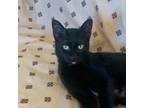 Adopt Buster (Peg-Fostered in TN) a Domestic Short Hair