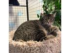 Adopt Boss Baby a Domestic Short Hair