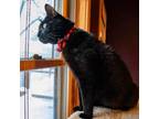 Adopt Astro a Domestic Short Hair