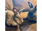 Adopt Theodore [Bonded with Ozark] a Mini Rex