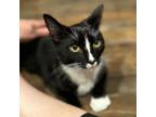 Adopt Munchkin AS a Domestic Short Hair