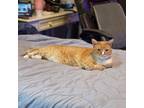 Adopt Corey a American Shorthair, Domestic Short Hair