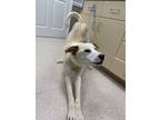 Adopt Sherwin a Siberian Husky, Labrador Retriever