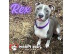 Adopt Rex a Pit Bull Terrier, Labrador Retriever