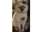 Adopt Bo Peep a Applehead Siamese